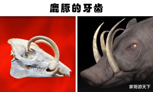 动物们可能会伤害到自己的7个身体部分
