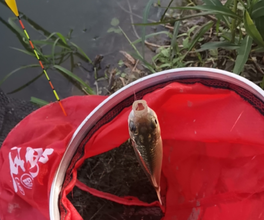 中暑|钓鱼人外出作钓,经常忽视一点,王者之战给钓鱼人上了生动一课