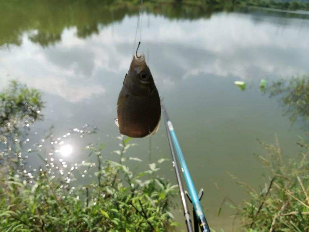 |学会就风和就水，只要有水，就不怕钓不到鲫鱼