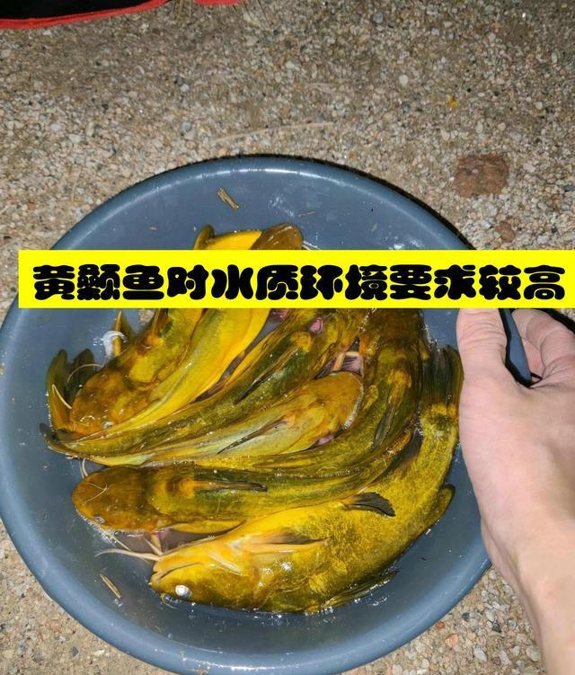 增江|增江“大黄辣丁”泛滥?钓鱼人:半斤多一条,最大的快一斤