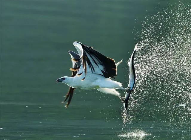 北海|西藏察隅出现雪鹅，蓝色脑袋白尾巴，常吃半夏与大萼党参