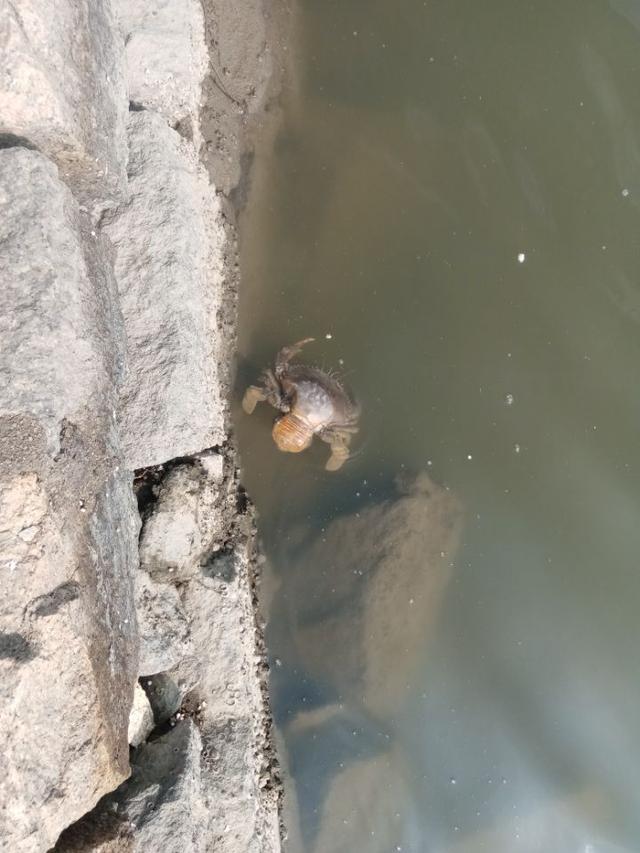 饵料|菜地解封第一战,黄鳍鲷来小爆护