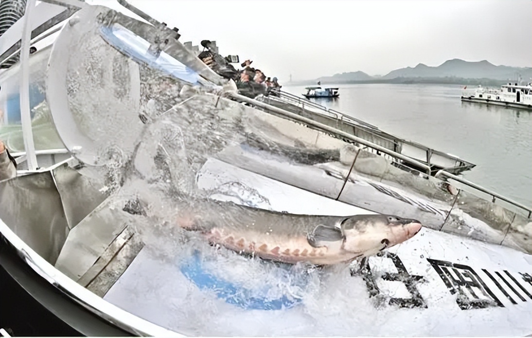 长江|再见,长江白鲟,功能性灭绝,无法产卵是主因,钓鱼更要保护动物