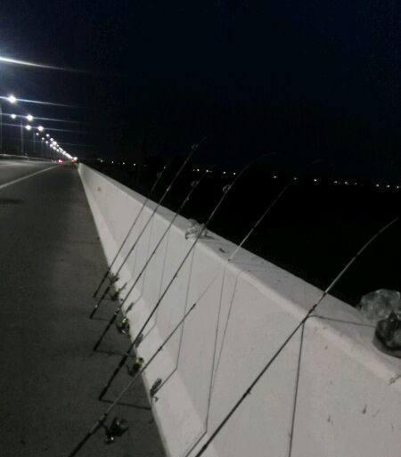 饵料|长江大物再现，长了十几年的黄颡鱼被钓起