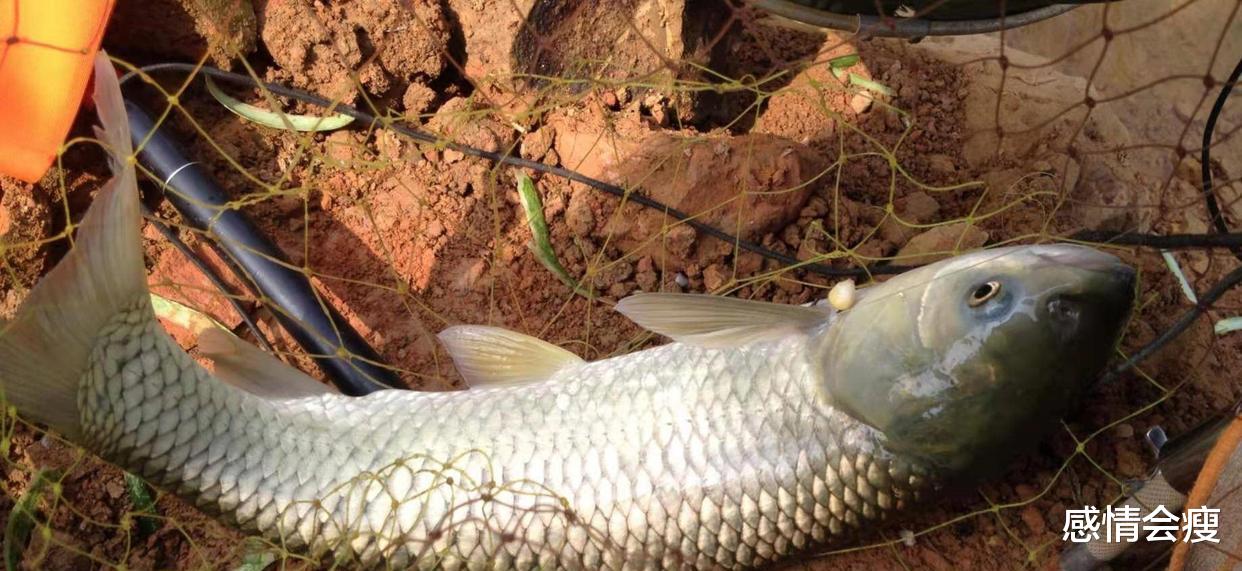 霜降|钓草鱼,是钓浮好还是钓底好?老钓鱼人分享垂钓草鱼技巧