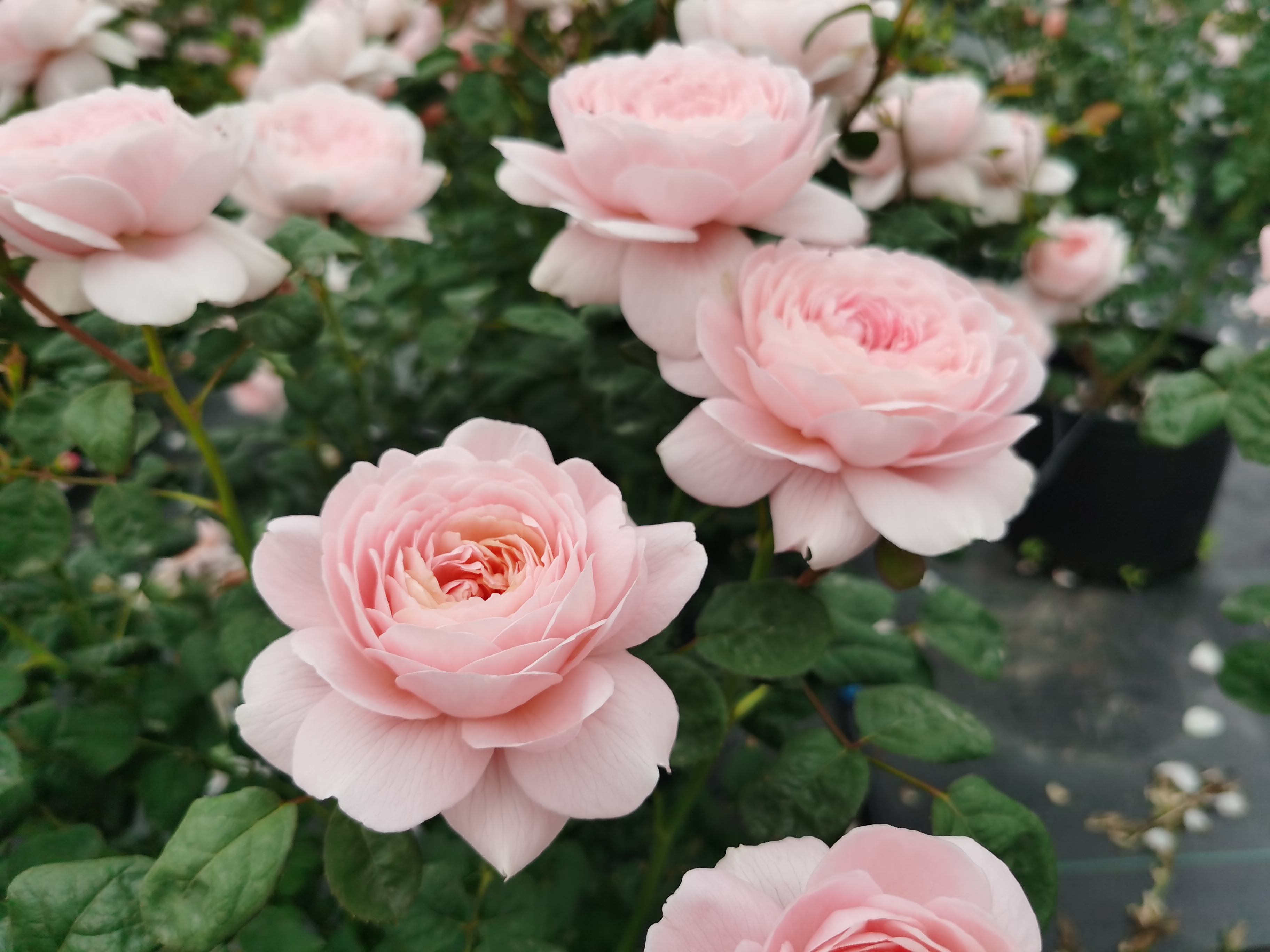 怎么做院子围墙又便宜又好看?