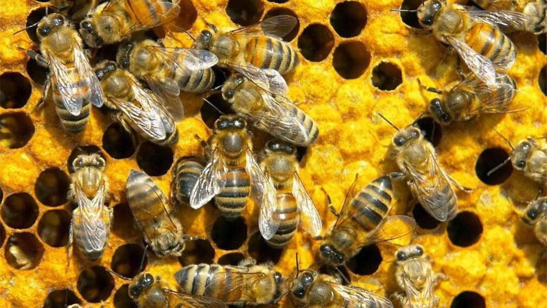 ?为何与蜂王交尾的雄蜂会很快死亡？只因蜂王用了一计，作用可不小