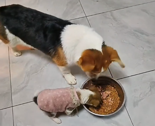 深夜独自徘徊的柯基犬，等了许久也没能等到主人，小哥：天很冷，请别抛弃它们