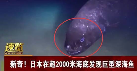 日本深海发现“怪鱼”,体长超2米,模样古怪,是核辐射产物吗?