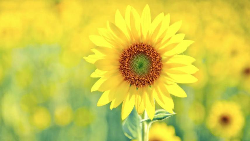 最佳女婿|明年，4个星座，勇于冒险，职场上会大展拳脚，步步高升