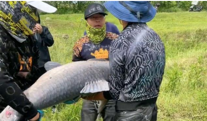 |湖北武汉,一个钓鱼人钓了一条100多斤的大青鱼,拍完照就放流了