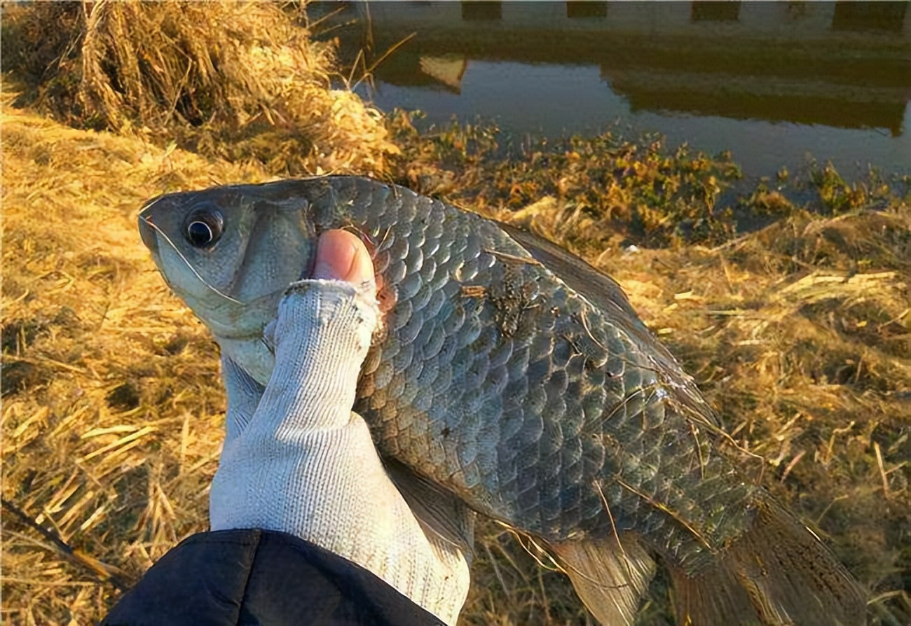 海钓|该改改了!冬天若不把夏天的习惯改了,很大概率天天空军