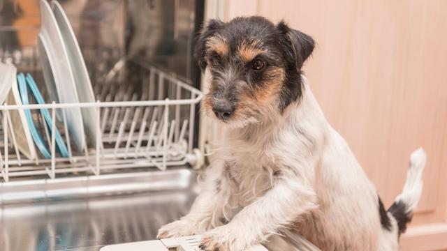 洗碗机|6种家电要么买好的,要么干脆别买,低价款基本都是“智商税”