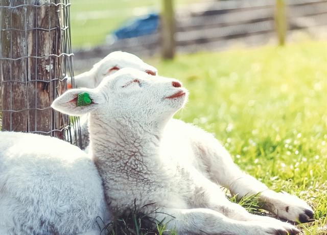 周鸿祎|投了几百万就剩几只羊，周鸿祎堪称投资界的欢乐喜剧人