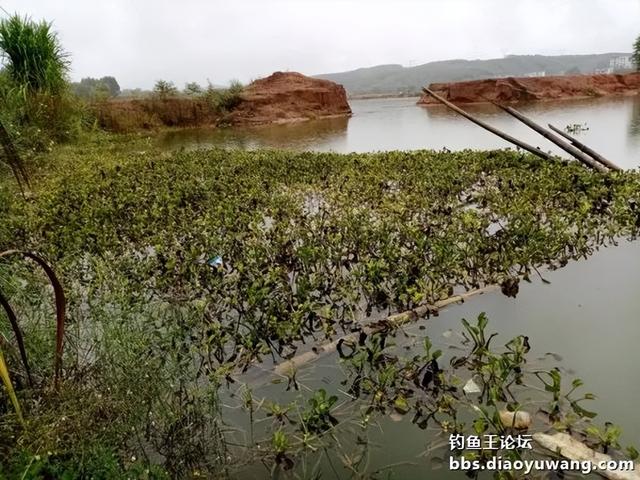 饵料|寒风萧萧鱼口好,猫非造反来凑热闹!!