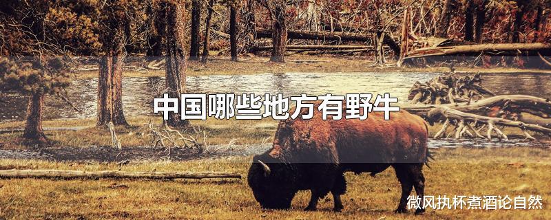 现代的野牛真的只存在于非洲吗?我国有四大野牛栖息地,你知道吗