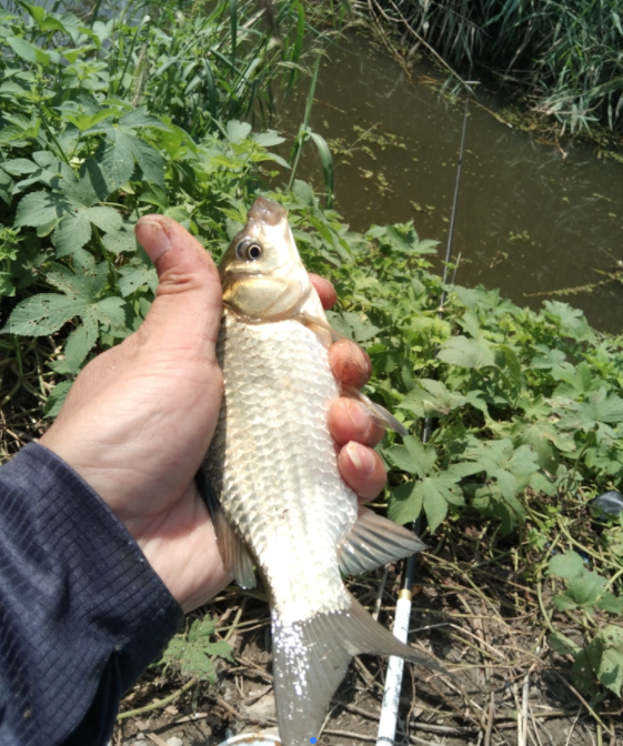 水库|钓鱼什么条件特别重要,做到这一条,天天爆护