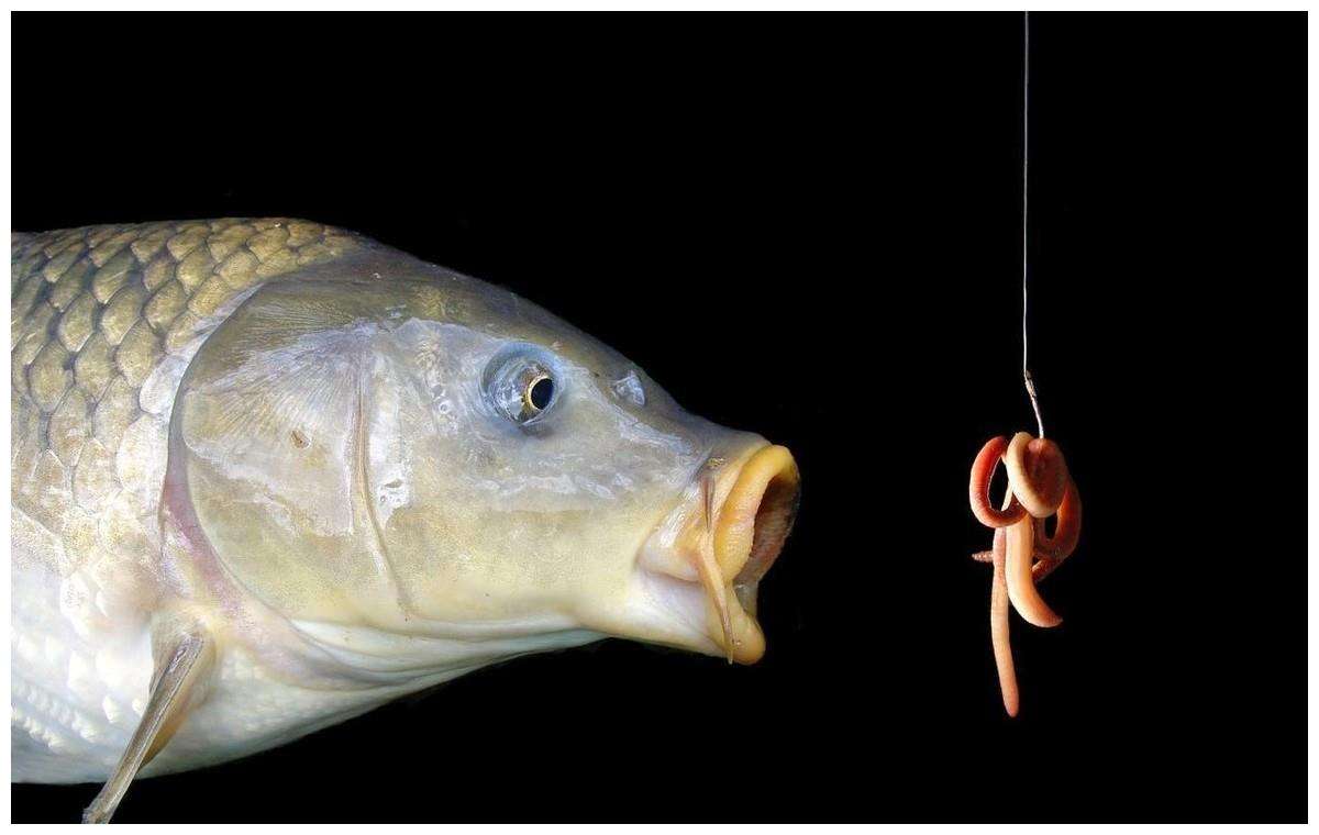 饵料|想要弯弓搏大鲤，却总是与大鱼无缘，问题常出现在这4个方面