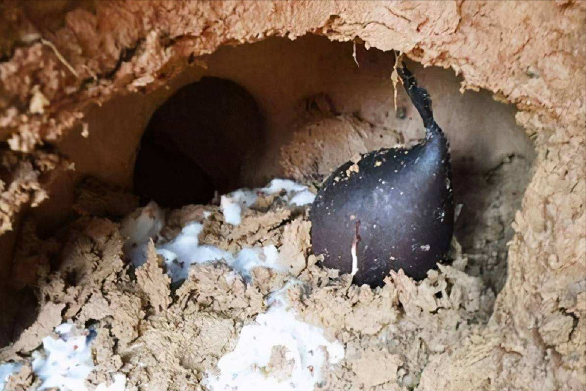 白蚁培育出的菌类“大熊猫”,一斤价格高达10万,为何挖到不愿卖