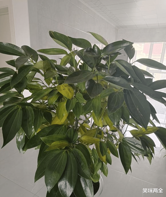 “客厅有树,十有九富”?别迷信,养这8种绿植,很上档次