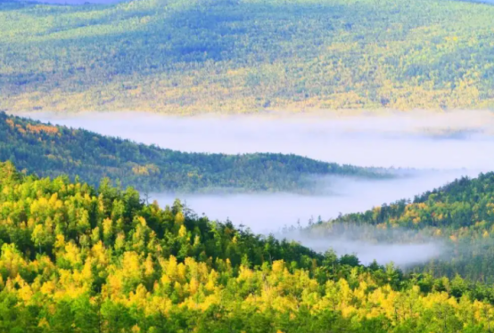 大兴安岭|大兴安岭地区，松树与杂乱的阔叶林构成了北方最具特点的风景