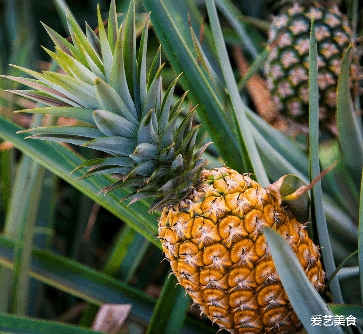 ?3月吃菠萝,切记这3种不要买,水果店老板自己都不吃