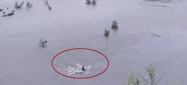 四川省|抓鱼丢了小命!四川一男子下河捞鱼被水卷走,路人无计可施干着急