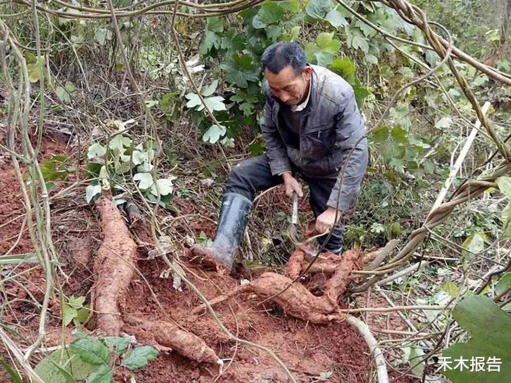 葛根|它的根是救饥粮，花是“解酒神器”，农村山里很多，若遇到别错过