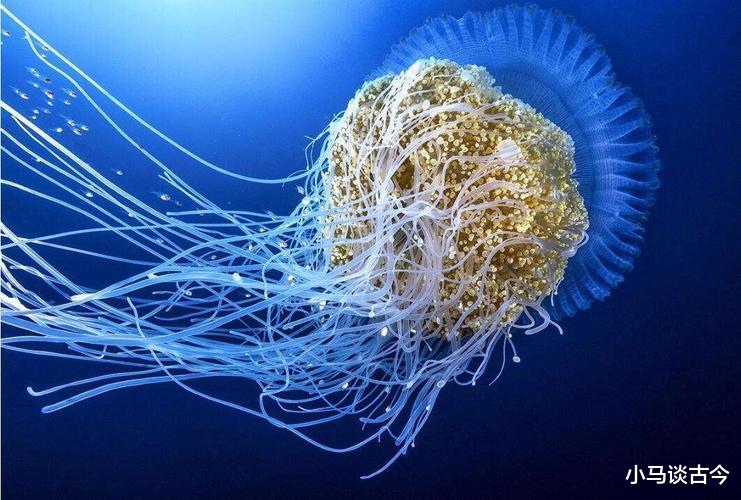 世界上最长寿的生物,竟然真能达到理论上的永生