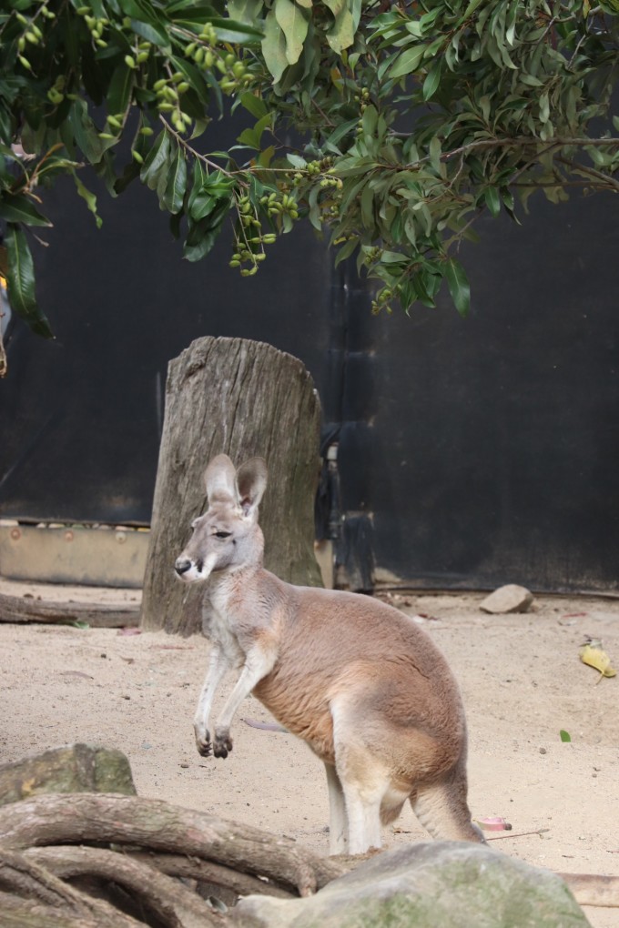 |澳大利亚~~不枉此行休闲游