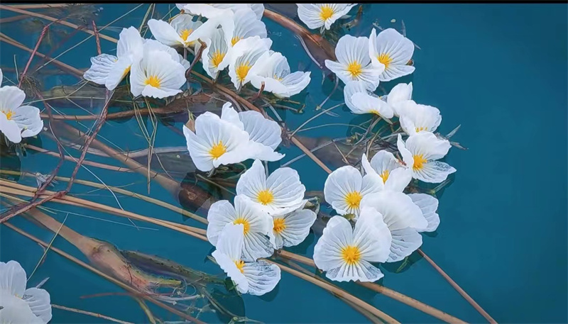 |游云南 正当时 | 泸沽湖海菜花盛开，惊艳整个夏天！