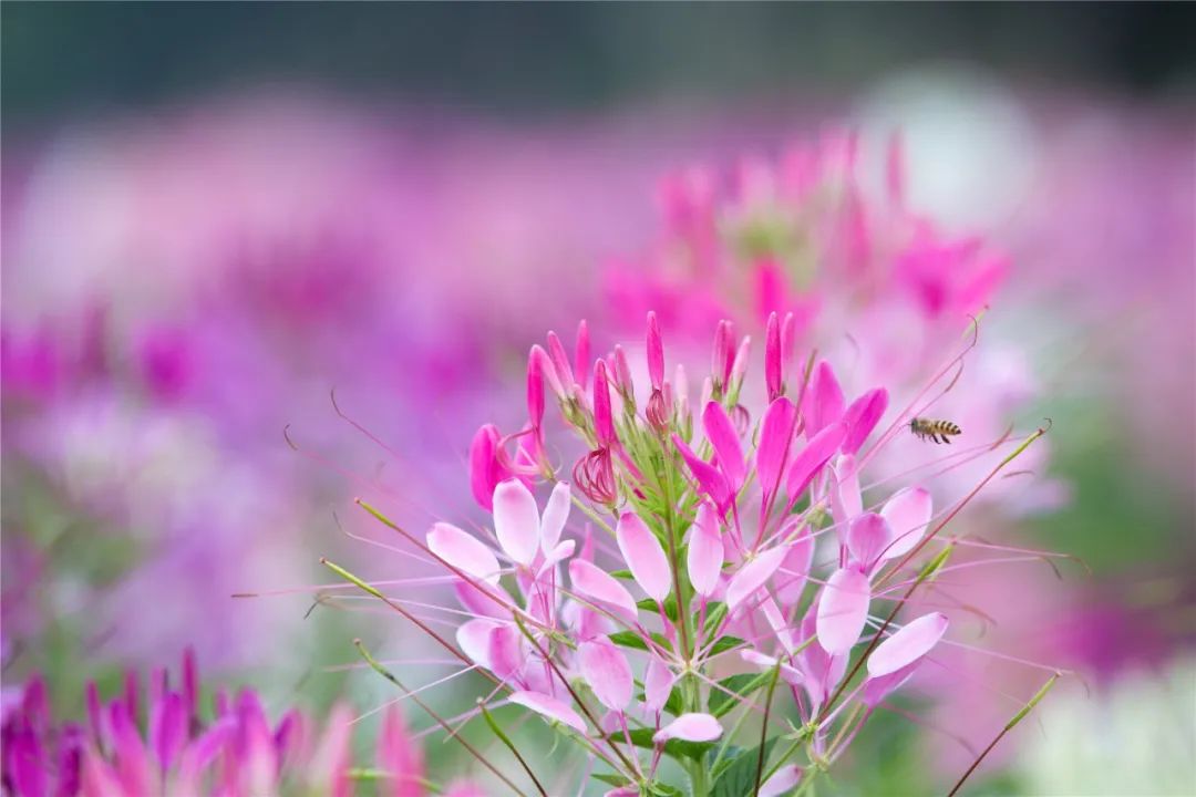 |莲商会 这份赏花攻略,请收下