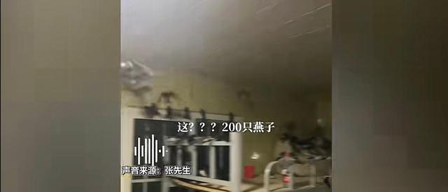 200余只燕子聚集,大连男子为其开空调取暖,没有飞去南方吗?
