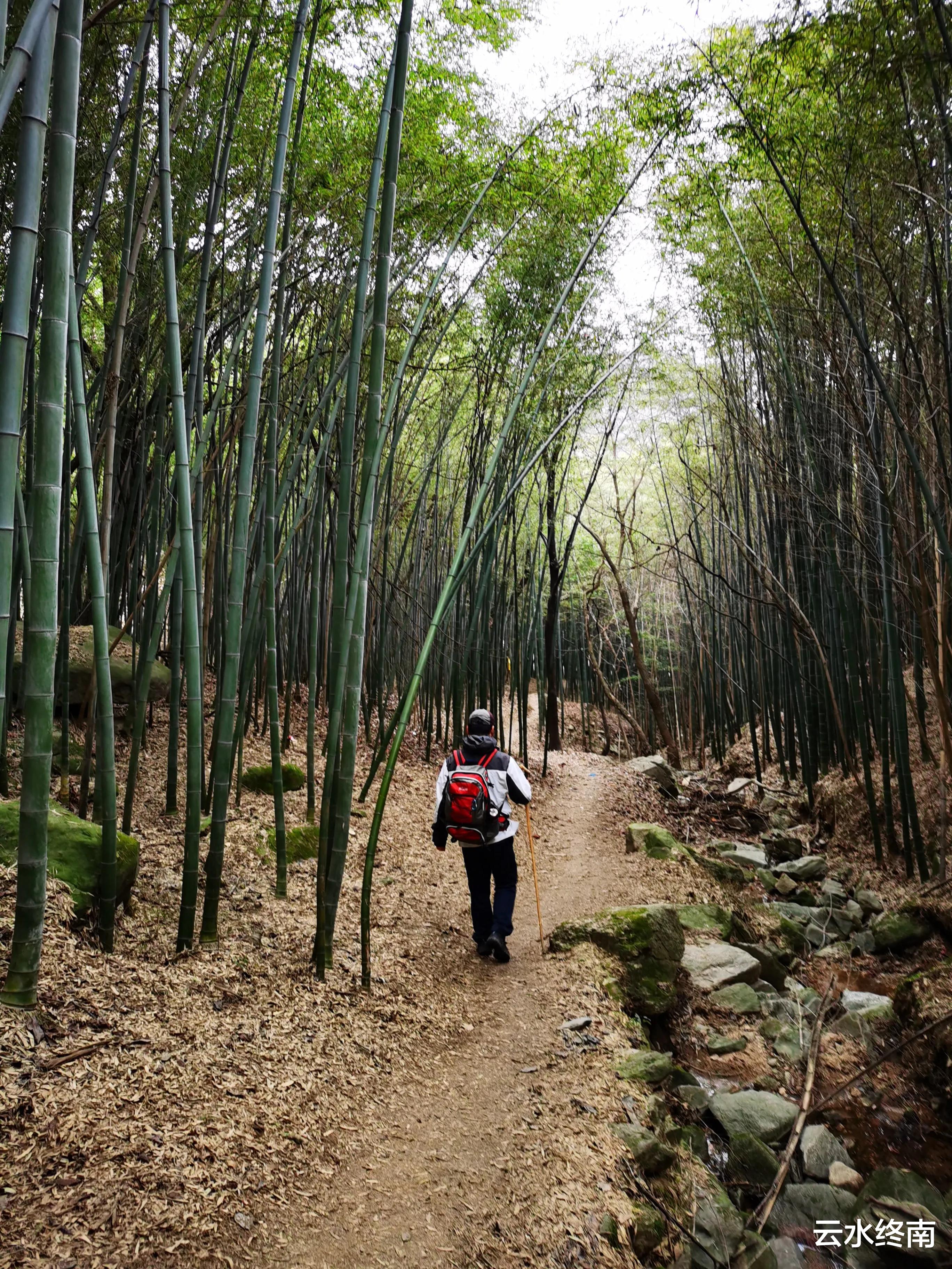 弥勒|海拔900米的秦北麓还有10多亩毛竹林,真是神奇