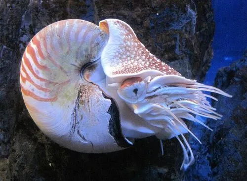 关于鹦鹉螺的知识，造型可爱的‘活化石’