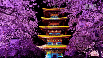 油菜花|武汉最美樱花季浪漫开启！东湖夜樱升级开放，美得超出你想象