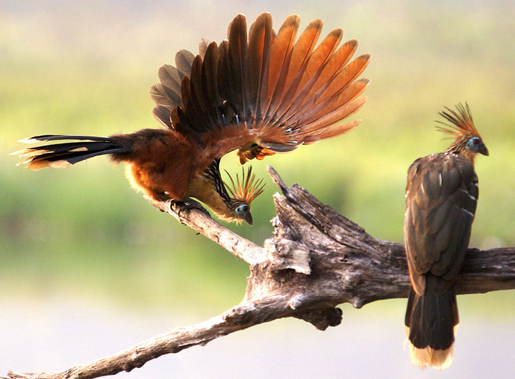翅膀长有爪子？与始祖鸟类似？这种号称最原始的鸟类有多神奇？
