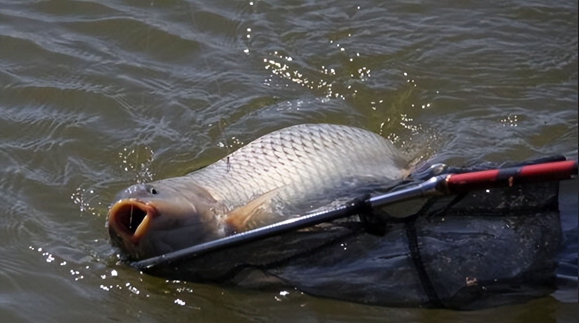 饵料|窝中进了大鱼,想把它们钓上来,还要做好以下几件事