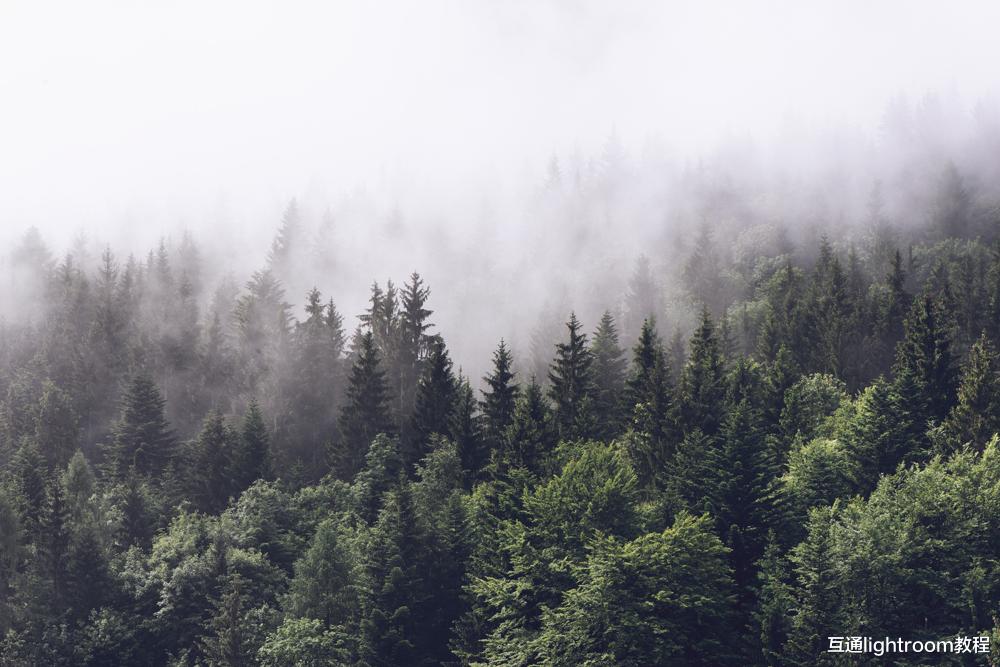 森林里怎么拍出好看的森林照片,这6个方法学起来
