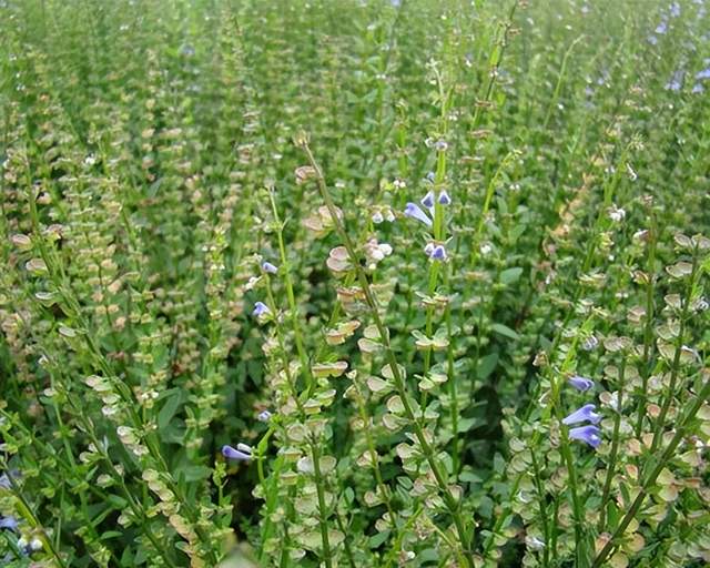 中成药|分享抗癌中药——半枝莲,清热解毒功效强,治疗多种肿瘤有疗效