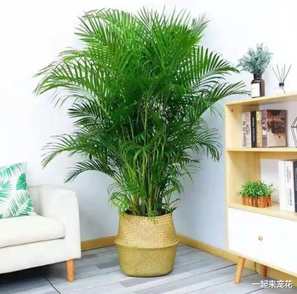 卧室养花有讲究,4种被拉入“黑名单”的花,再喜欢也别养在家里