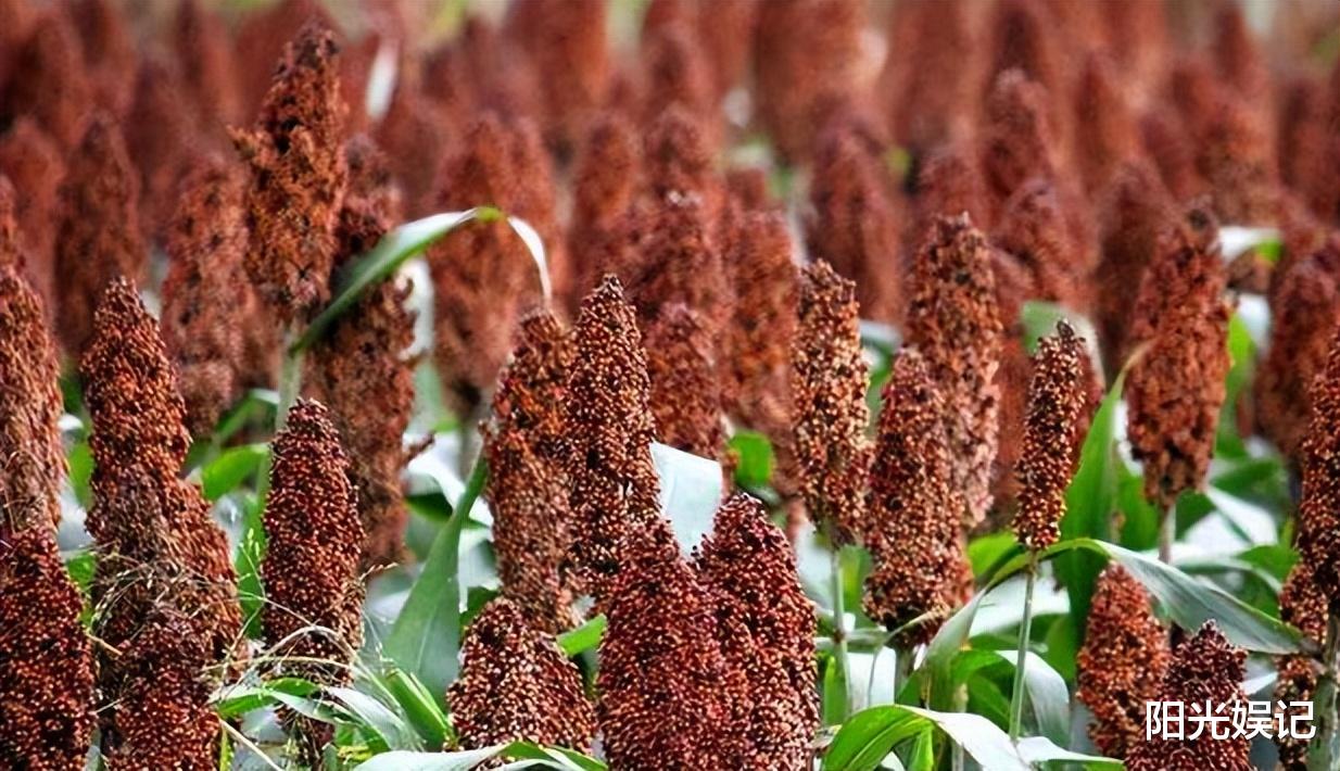 |当你在喝酒的时候，出现这5种情况，说明你开始“老了”