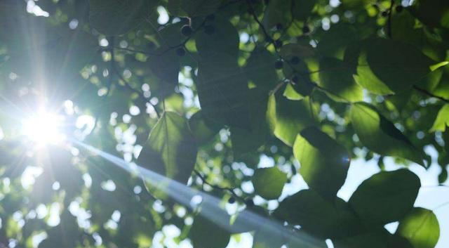 二手房|唐朝时期的楼市崩盘:每平方从2000元跌到50元,朝廷为何不救市?