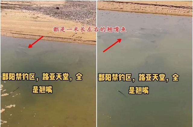 鄱阳湖|鄱阳湖：滩涂浅水中大群翘嘴鱼清晰可见，钓鱼人：禁钓区，不敢钓