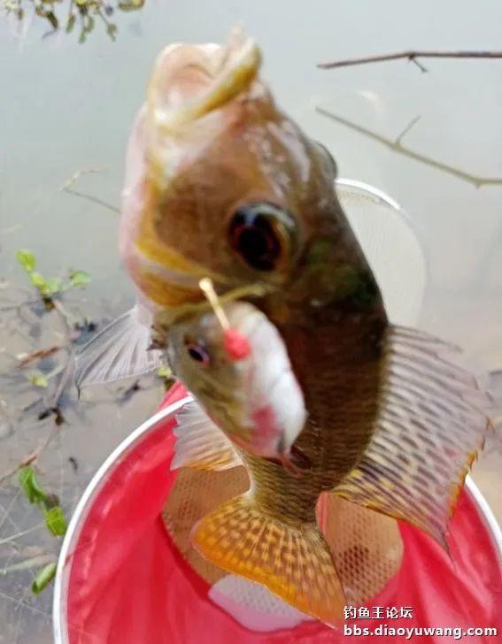 饵料|寒风萧萧鱼口好,猫非造反来凑热闹!!