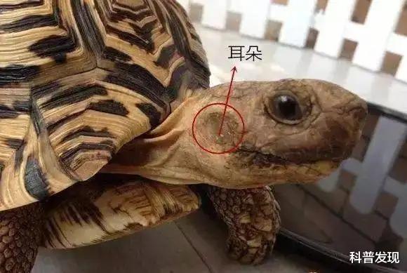 乌龟辟谣大会!龟壳真的没有感觉吗?乌龟的寿命都很长吗?