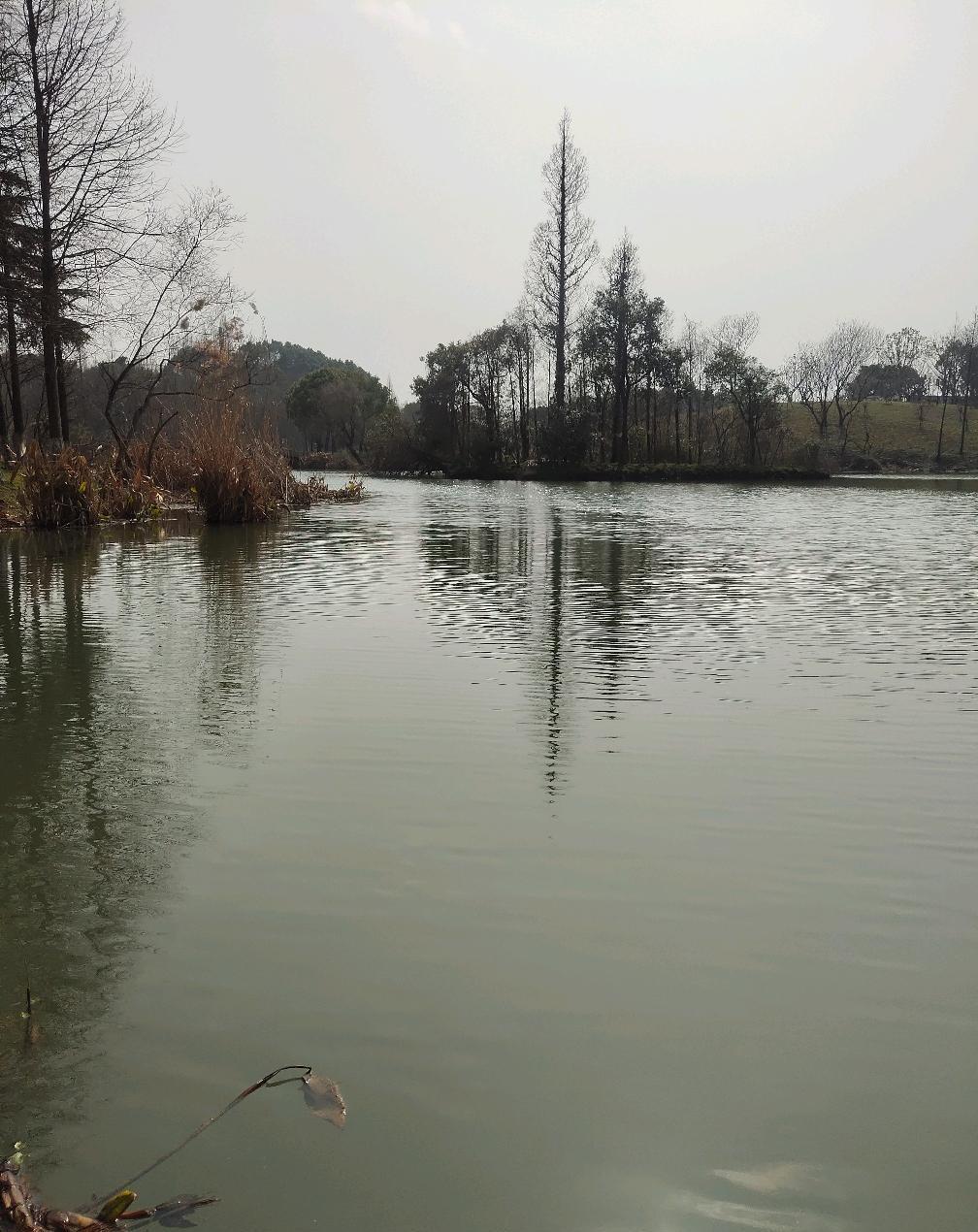 霜降|老钓鱼人发现冬天只要把握一点，霜降冰冻都可以钓鱼