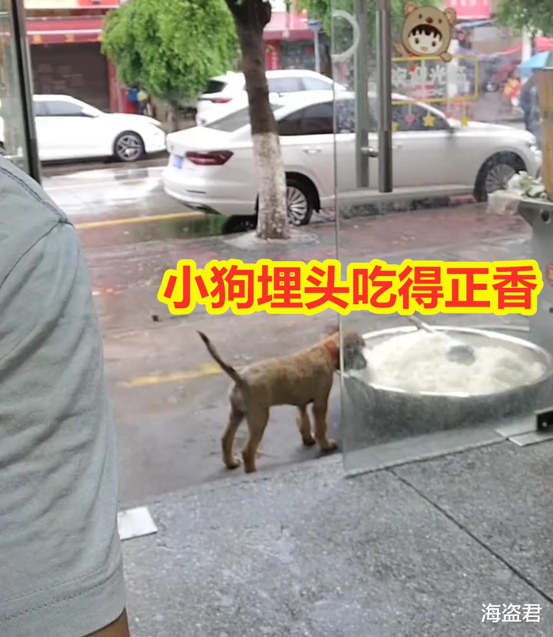 小狗埋在饭盆吃得喷香,老板娘看到不管,外卖员看不下去将狗赶走