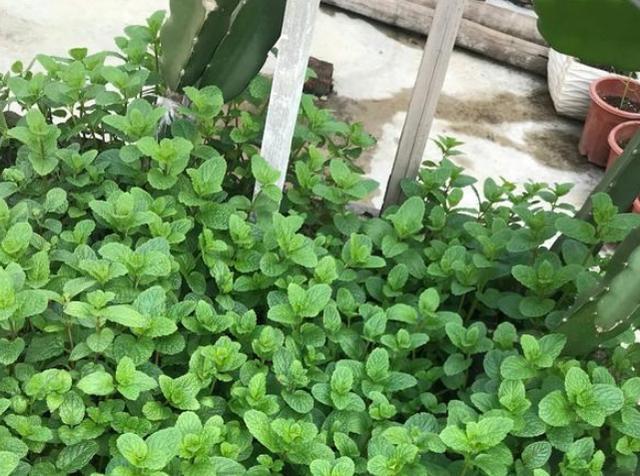 卫生间、浴室异味大咋办?别再喷洒香水遮掩,放上它们就够了