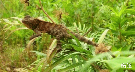 这种农村才有的动物已经快灭绝了,小孩子捉来当玩具耍,你见过吗